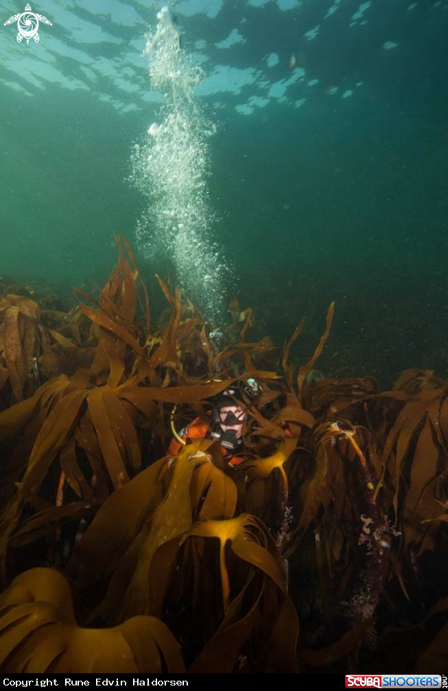 A Diver