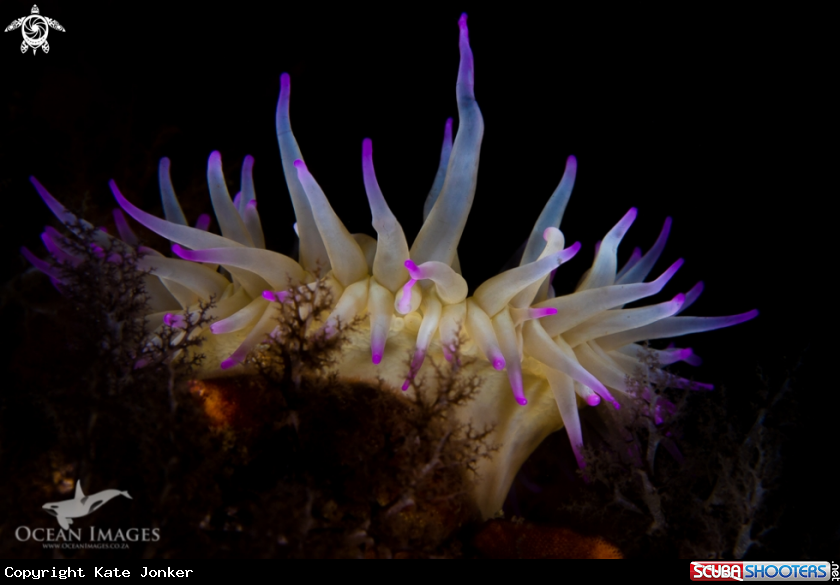 A Purple False Plum Anemone