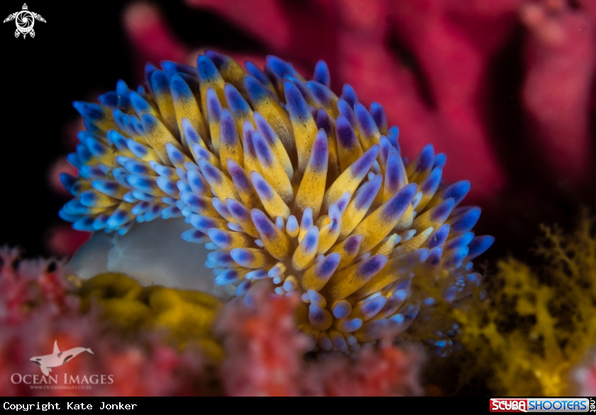A Gasflame Nudibranch and Pink Noble Coral Backdrop