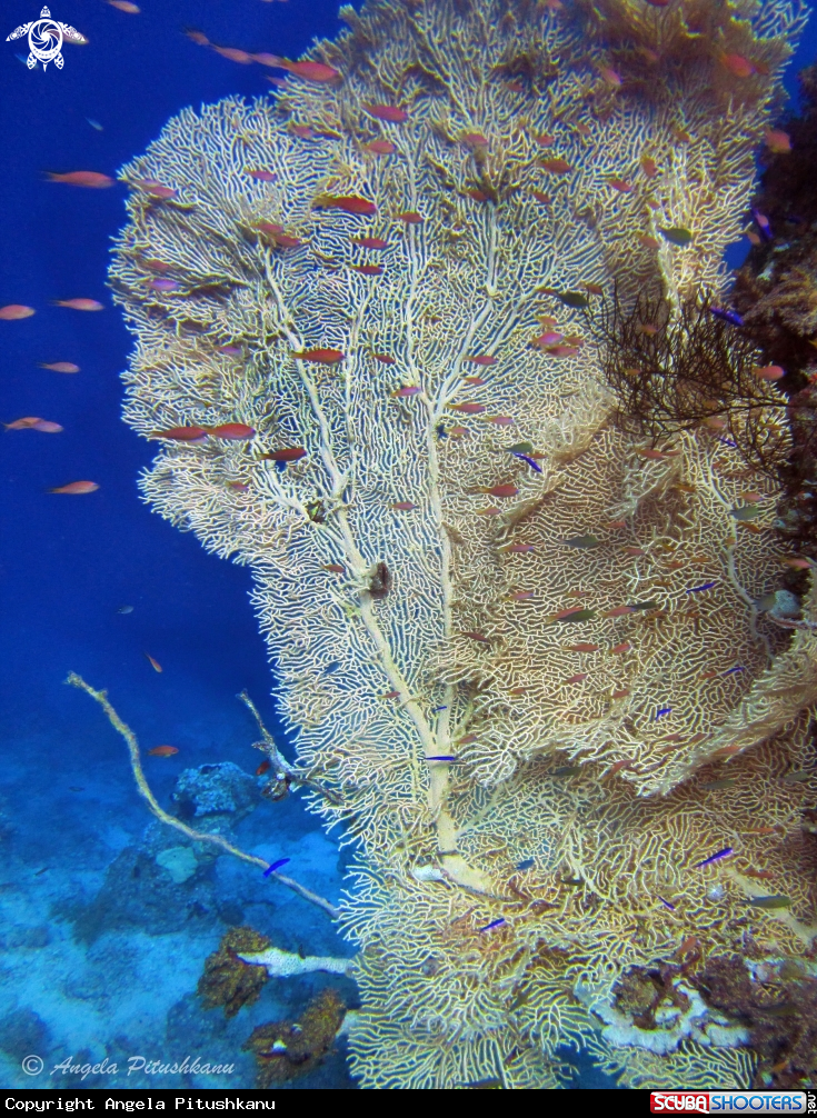 A Gorgonia