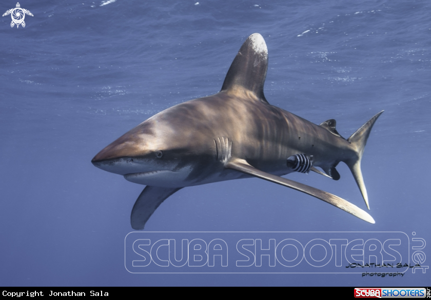 A Oceanic White Tip Shark