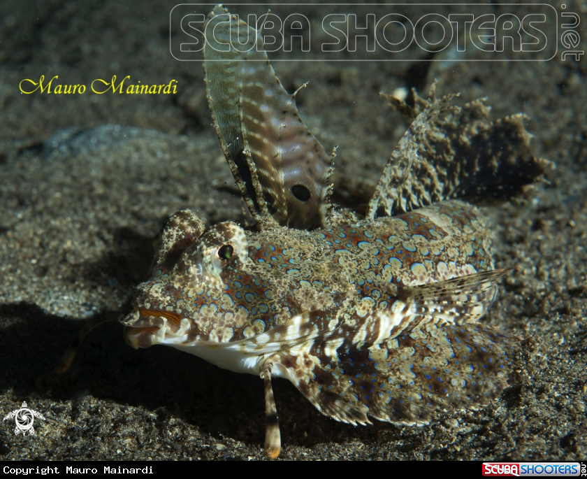 A Fingered dragonet