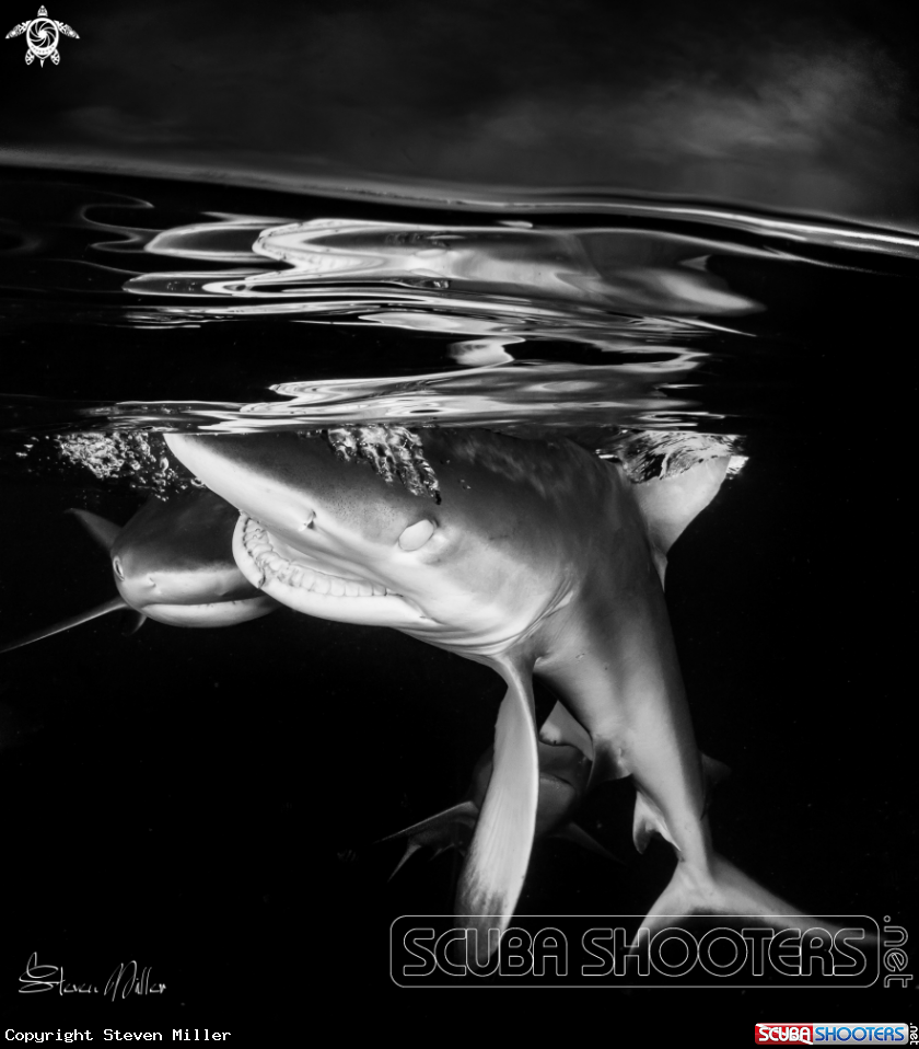 A Grey Reefshark