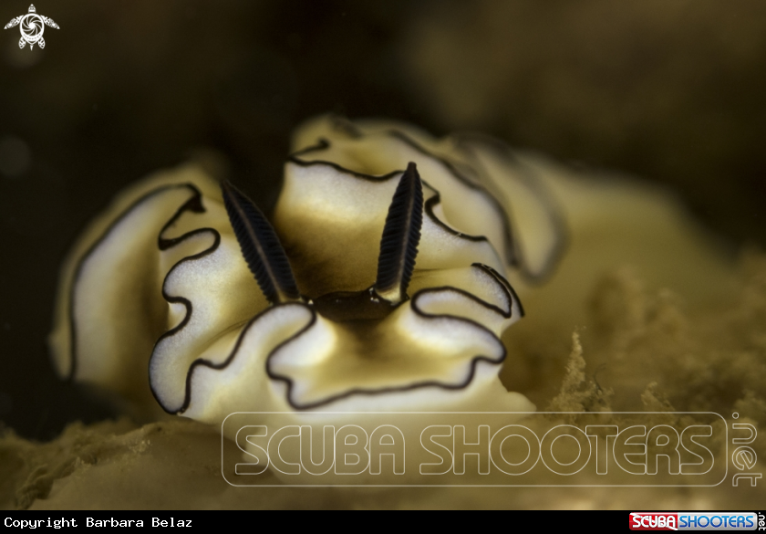 A Nudibranch