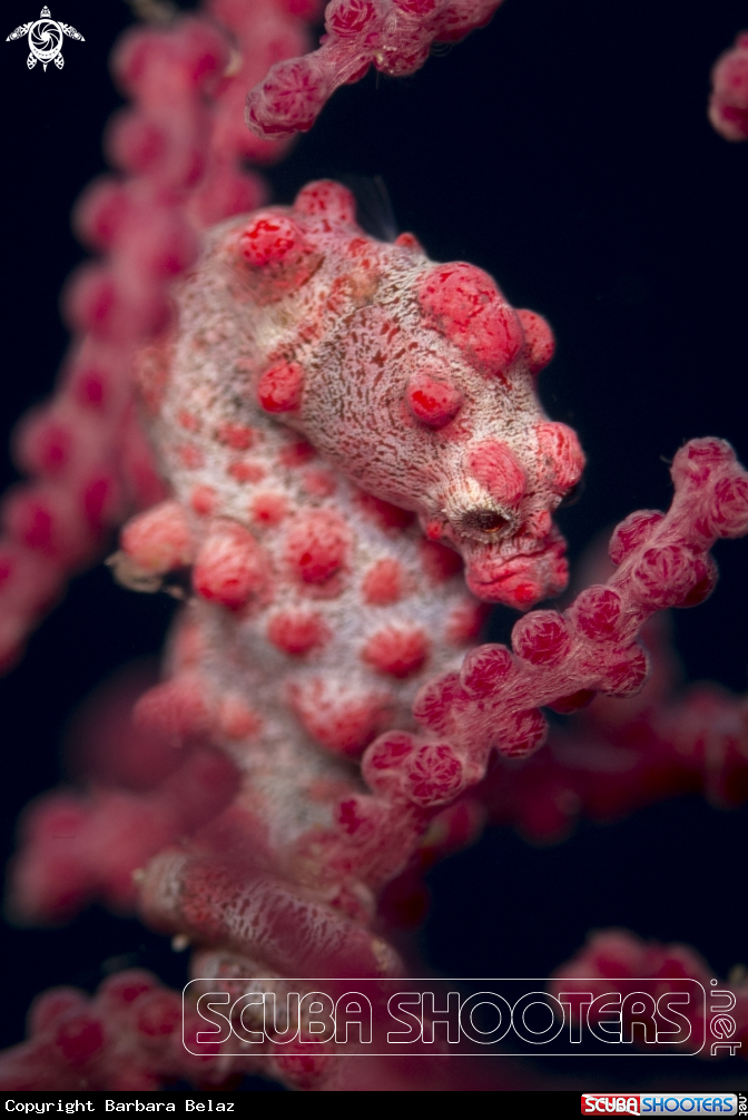 A Bargibant's pygmy seahorse