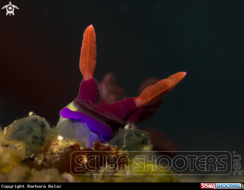 A Nudibranch