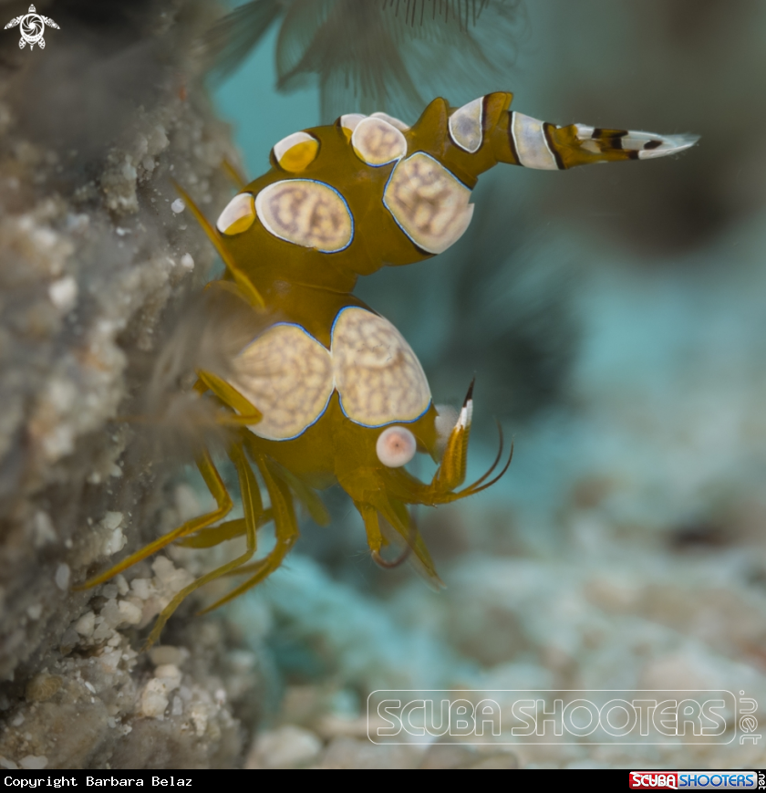 A squat shrimp
