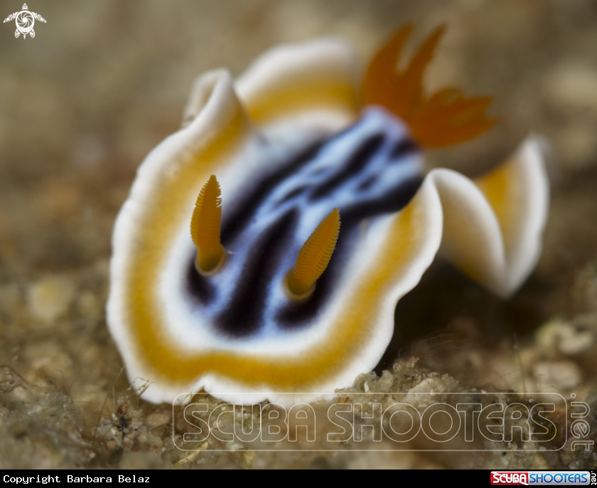 A Nudibranch
