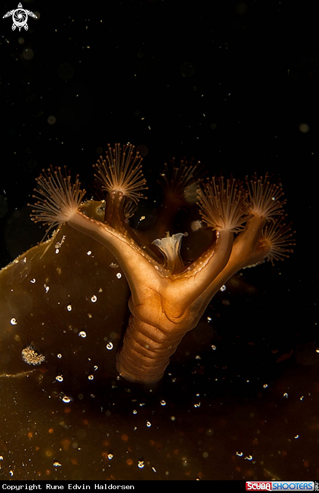 A Stalked Jellyfish