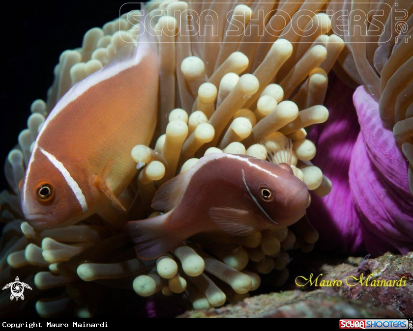 A Clownfish