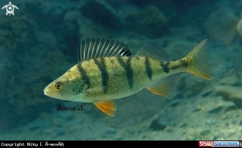 A Fresh water fish