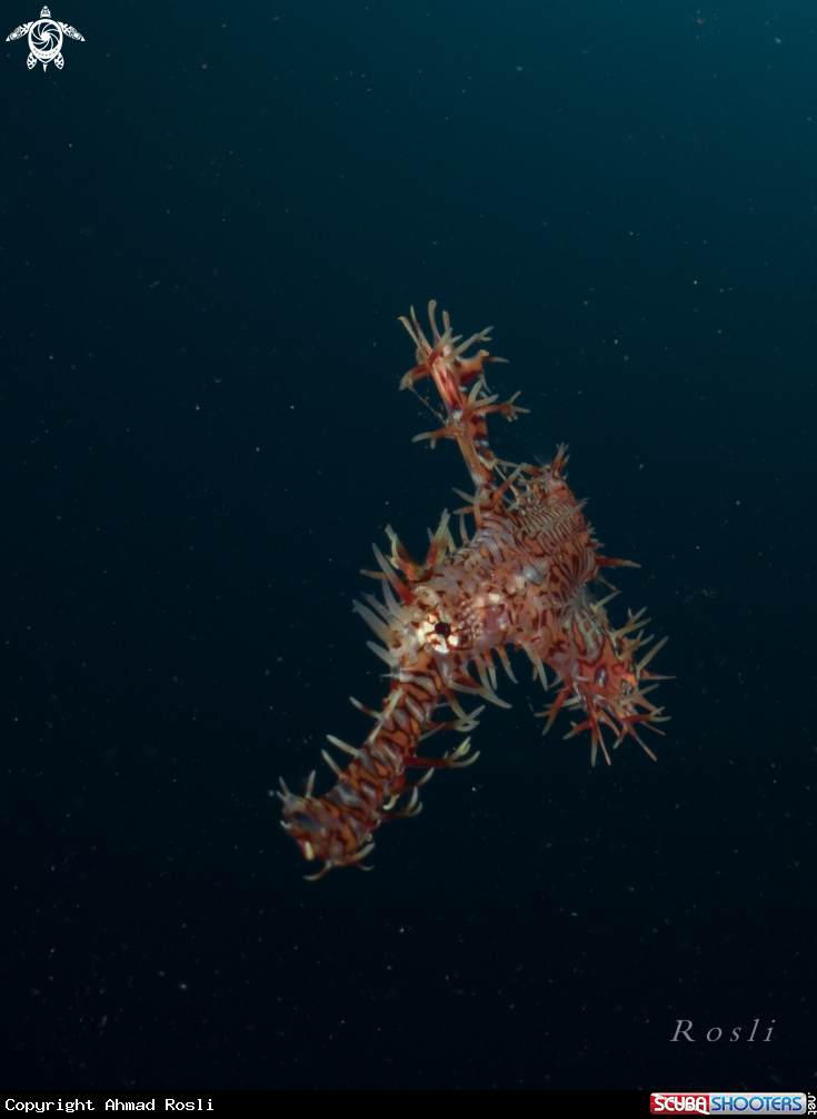 A Ghost Pipefish