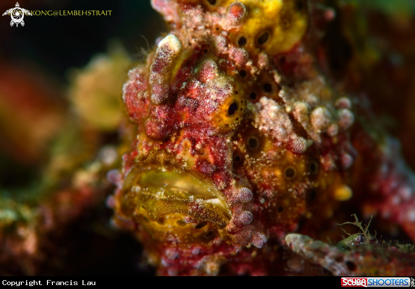 A Warty Frogfish