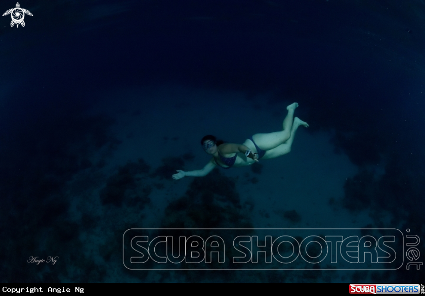 A Free Dive