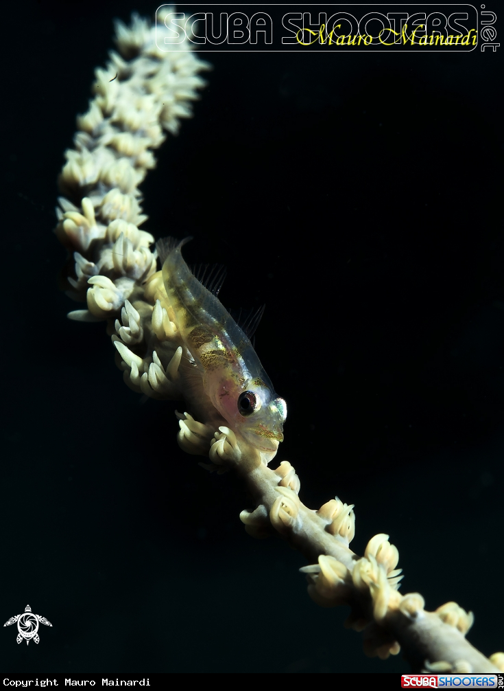 A Goby