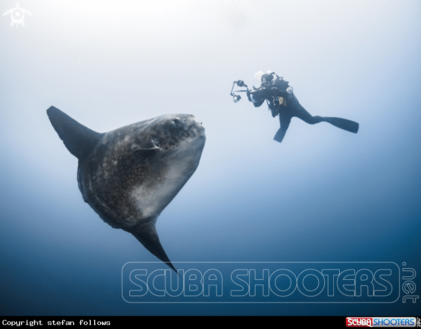 A Southern Ocean Sunfish