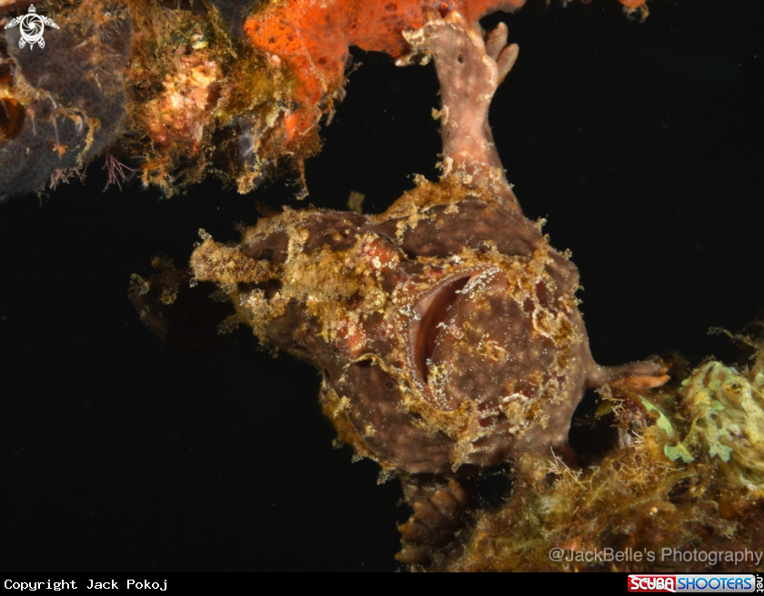 A Painted frogfish