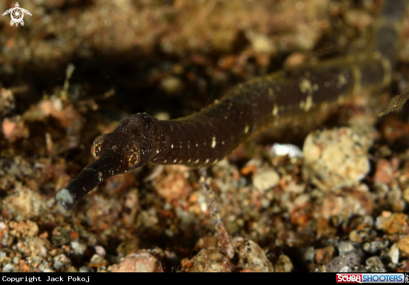A Pipefish