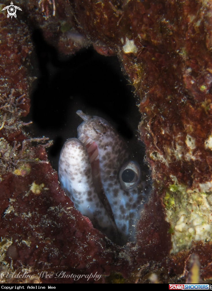 A Spotted moray eel