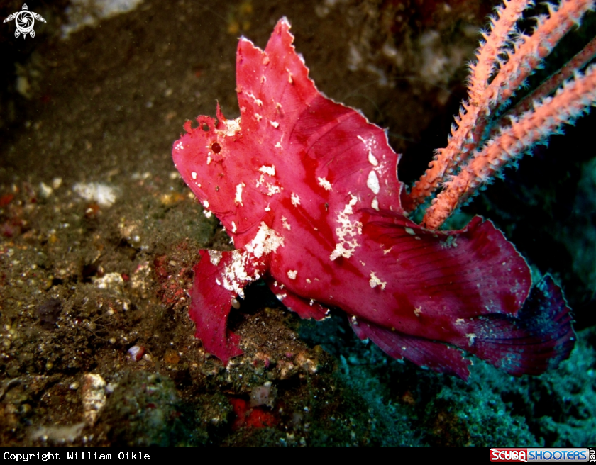 A Scorpion leaf fish