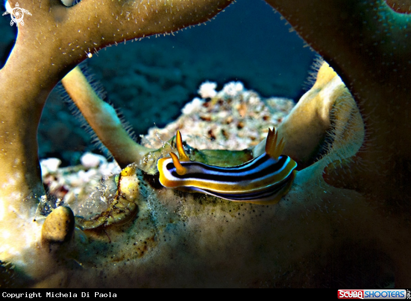 A Nudibranco tra coralli 