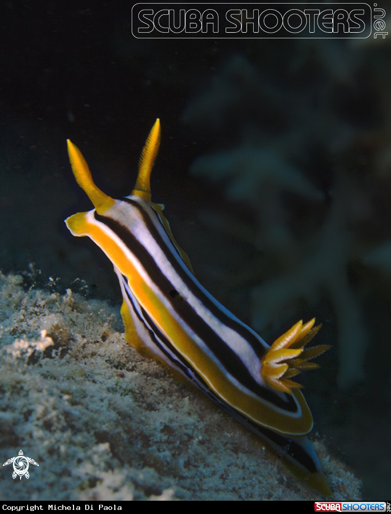 A Nudibranco sull'attenti