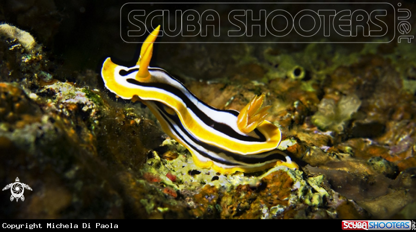 A Nudibranco