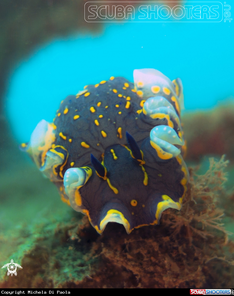 A Nudibranco