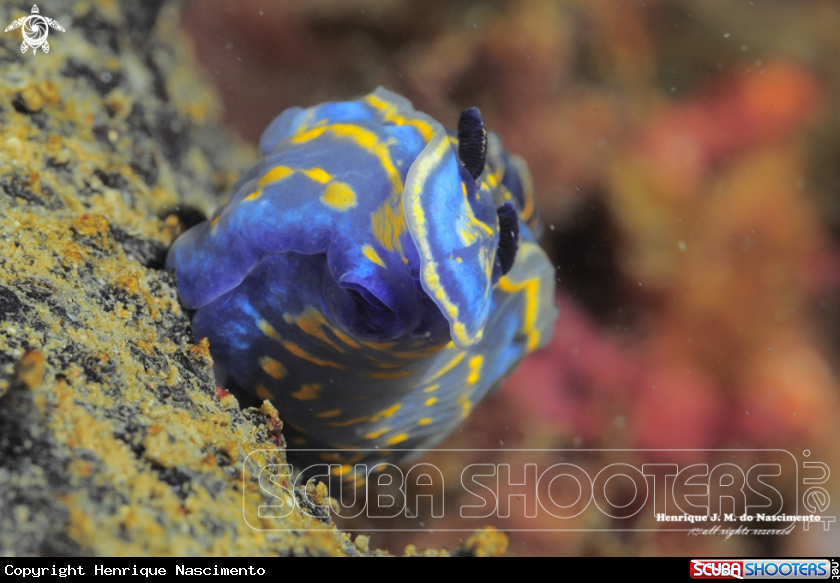 A Nudibranch