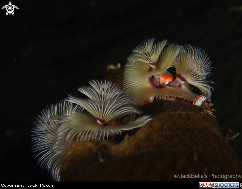 A Christmas tree worms