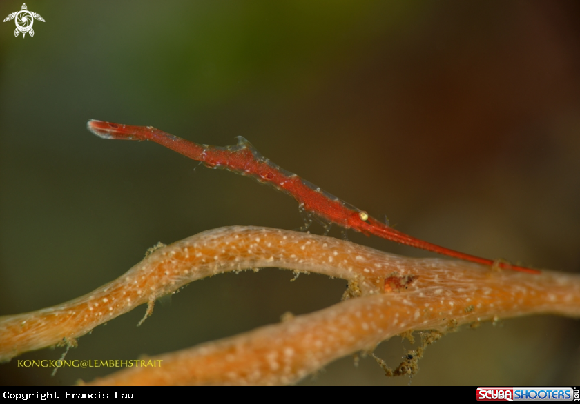 A Tozeuma Shrimp