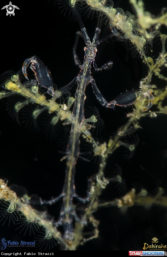 A skeleton shrimp