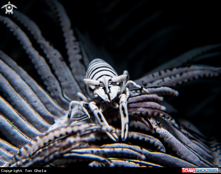 A Crinoid Shrimp