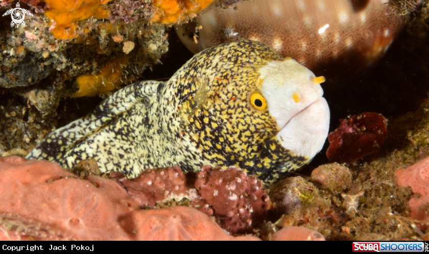 A Snowflake Moray Eel