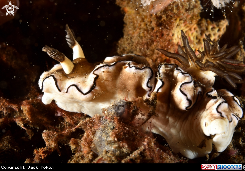 A Doriprismatica atromarginata