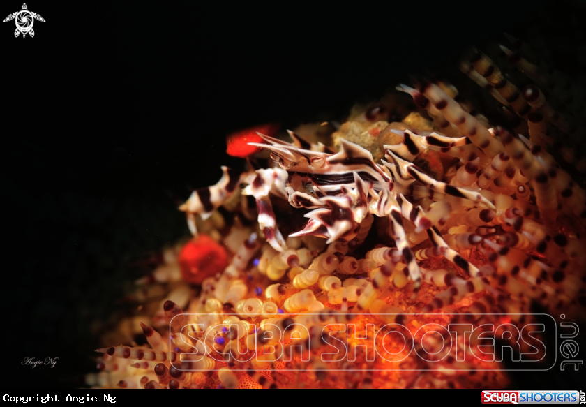 A Zebra Crab