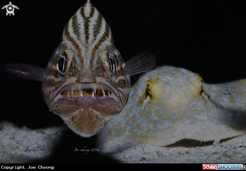 A Tiger cardinalfish v stingray