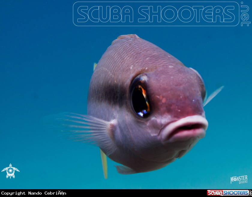 A Brownstripe  snapper 