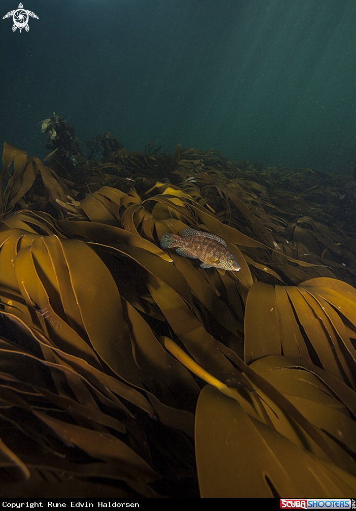 A Kelp forest
