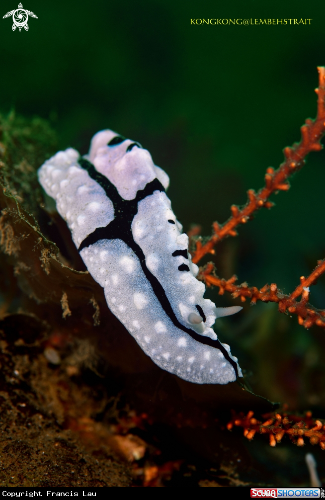 A Nudibranch