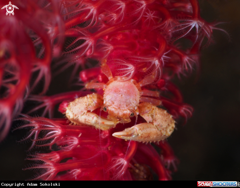 A Crab