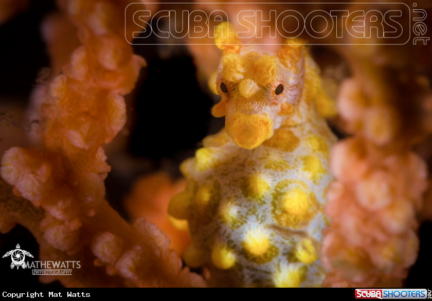 A Pygmy Seahorse