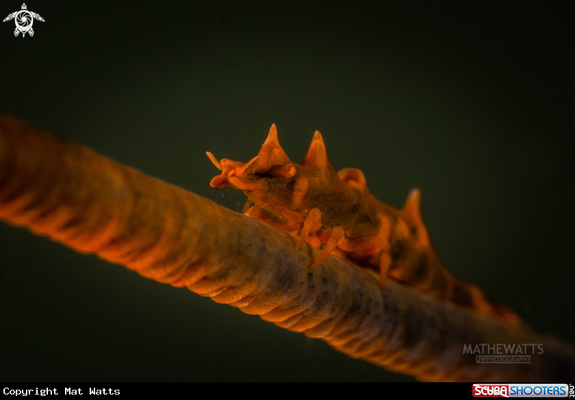 A Dragon Shrimp