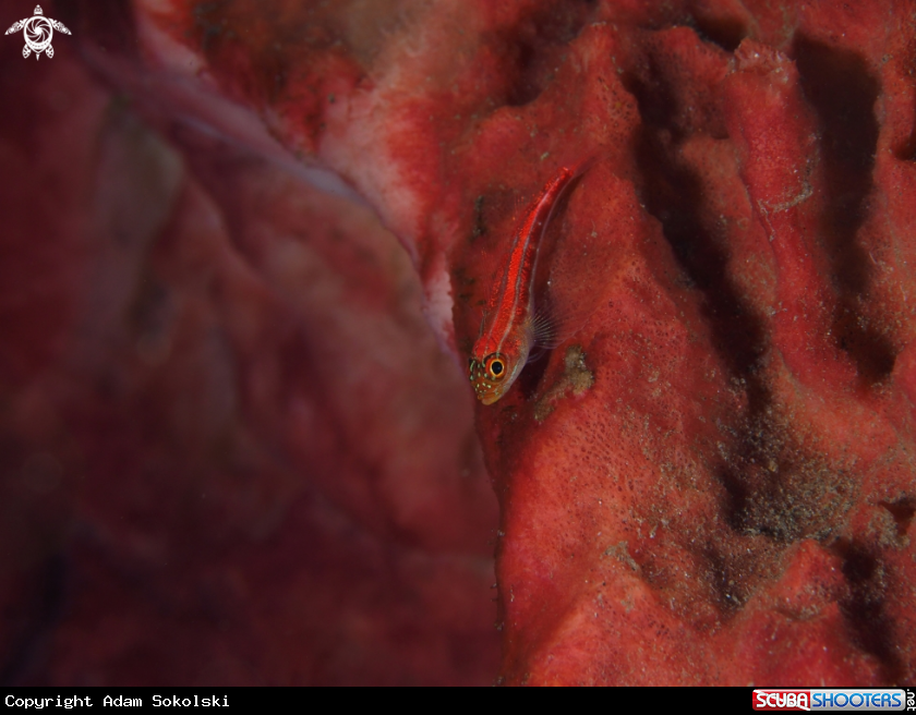 A Goby