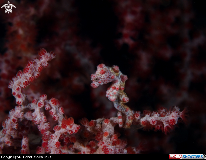 A Pygmy seahorse