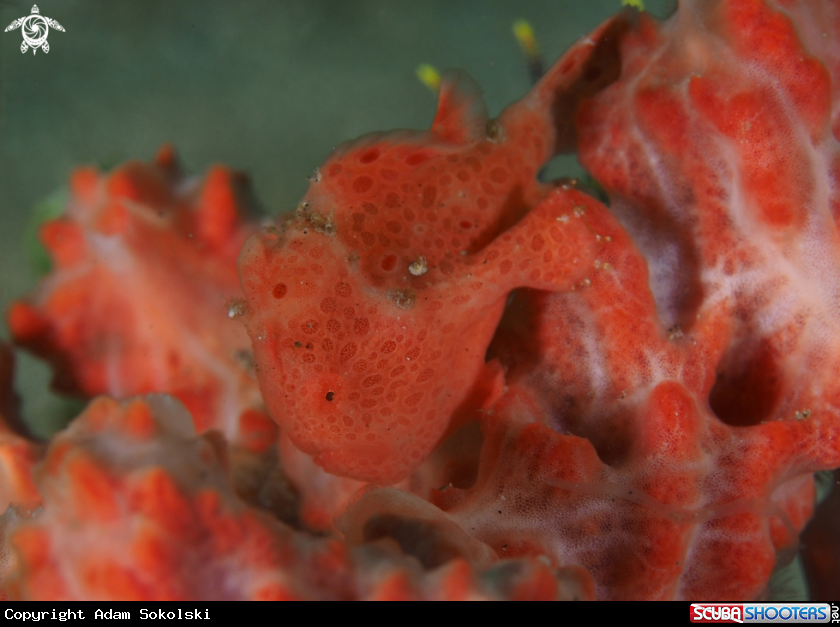 A Frogfish