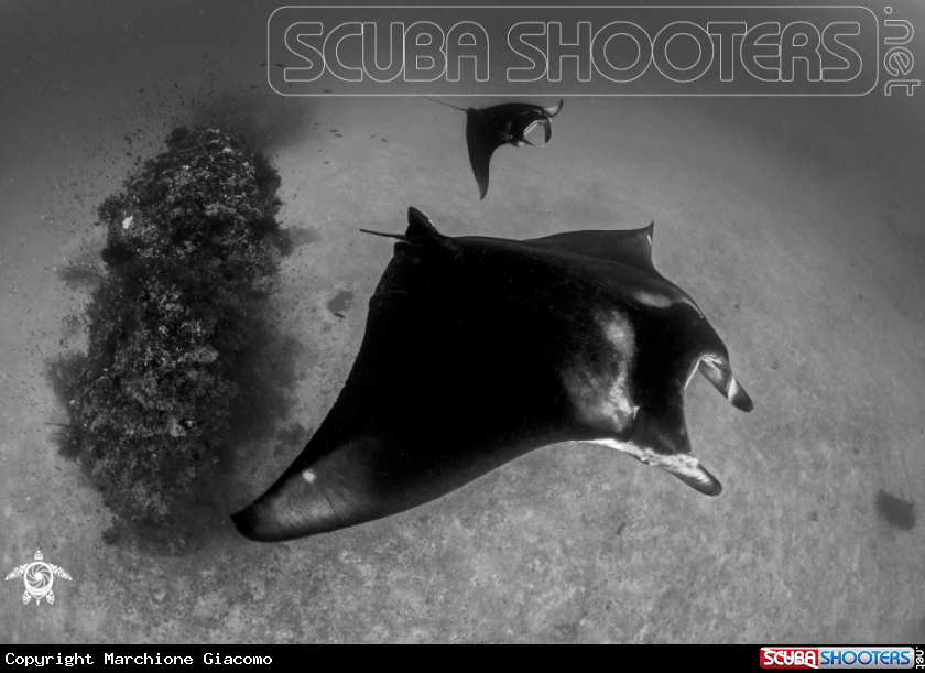 A Manta birostris