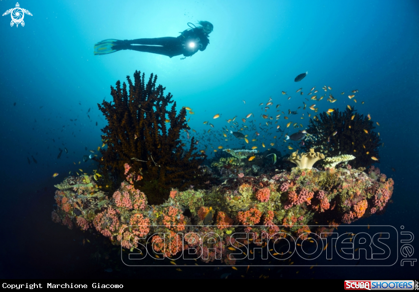 A Hard coral