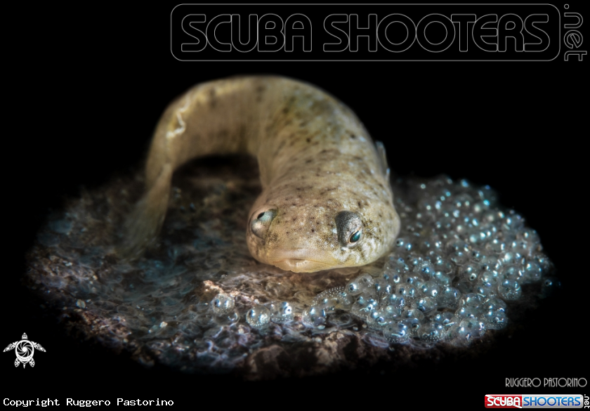 A Clingfish