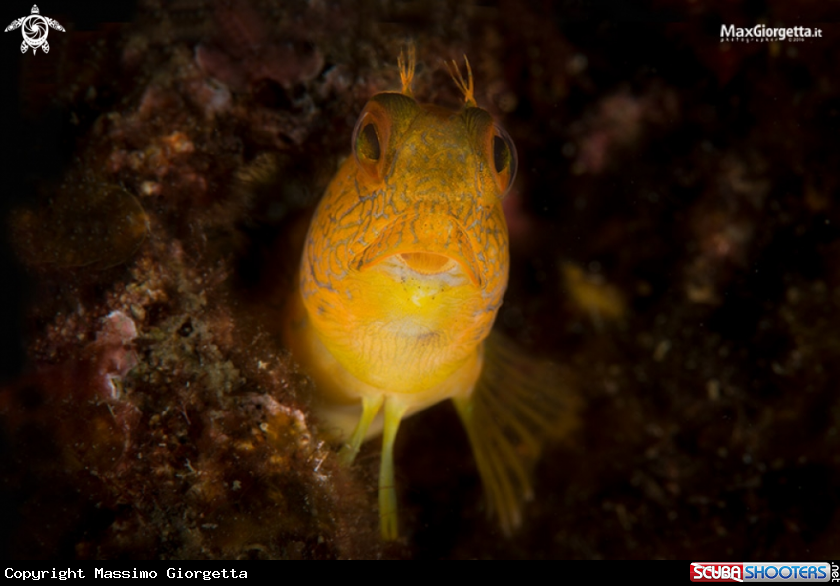 A blenny